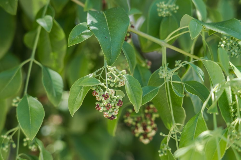 Sandalwood (Santalum album)