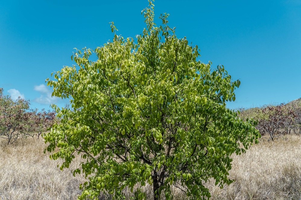 Sandalwood (Santalum album)